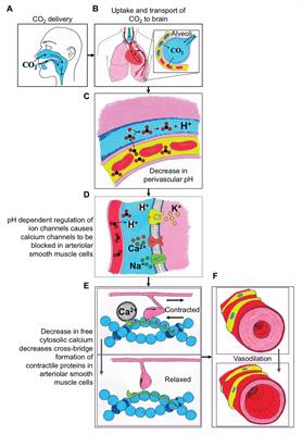 The Utility of Cerebrovascular Reactivity MRI in Brain Rehabilitation: A Mechanistic Perspective